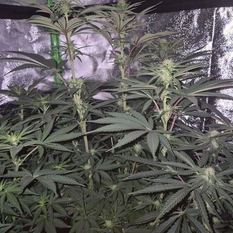 ICE 💚🧊 (63-70bt) growlog timeline photo