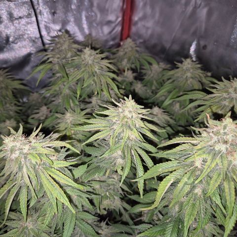 WTF- Königin Mimosa evo 👑👑👑 (65-70bt) growlog timeline photo