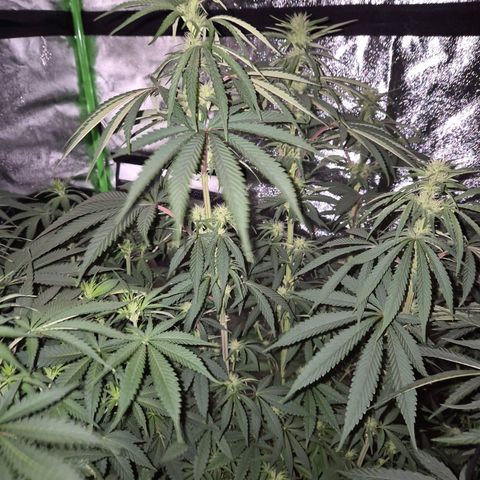 ICE 💚🧊 (63-70bt) growlog timeline photo
