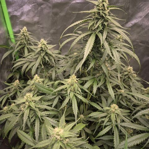 LSD auto (63-70 Tage ab Keimung) growlog timeline photo