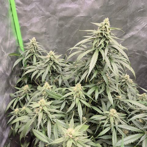 LSD auto (63-70 Tage ab Keimung) growlog timeline photo