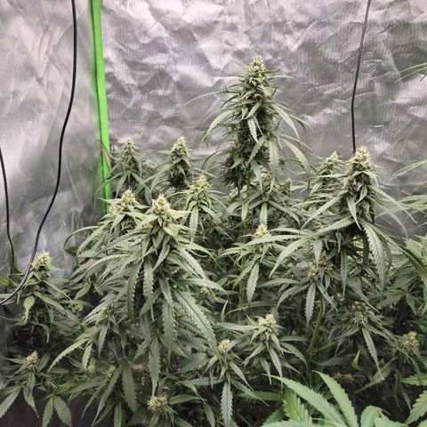 LSD auto (63-70 Tage ab Keimung) growlog timeline photo