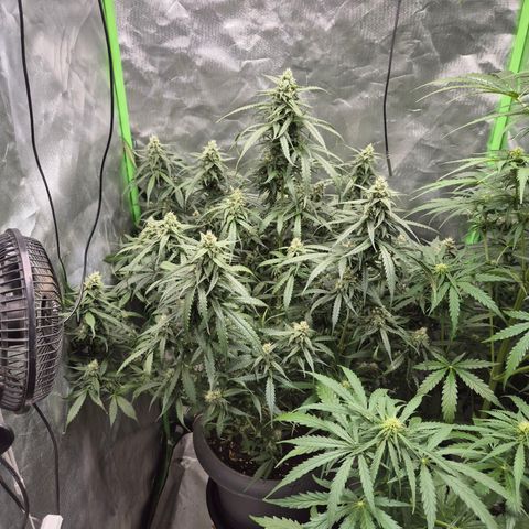 LSD auto (63-70 Tage ab Keimung) growlog timeline photo