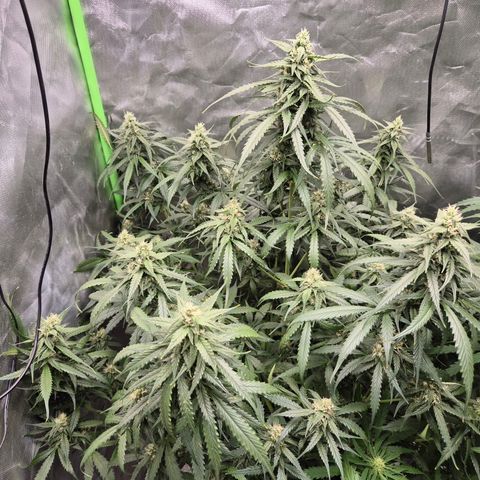 LSD auto (63-70 Tage ab Keimung) growlog timeline photo