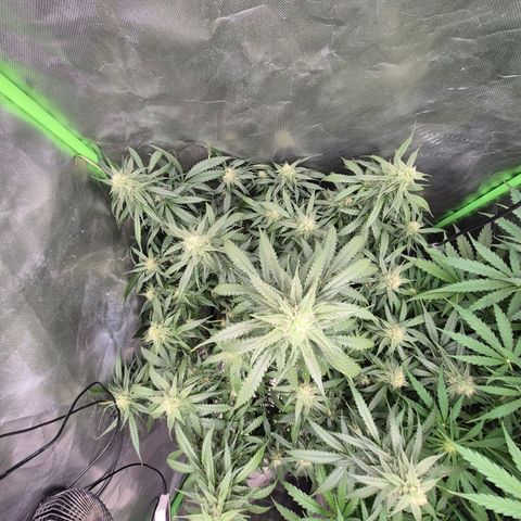 LSD auto (63-70 Tage ab Keimung) growlog timeline photo