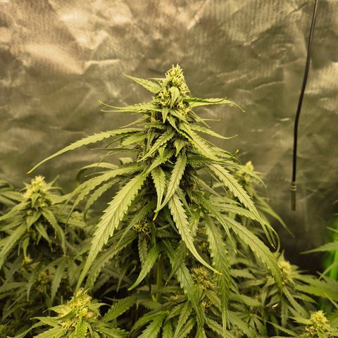LSD auto (63-70 Tage ab Keimung) growlog timeline photo