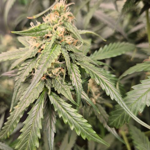 LSD auto (63-70 Tage ab Keimung) growlog timeline photo