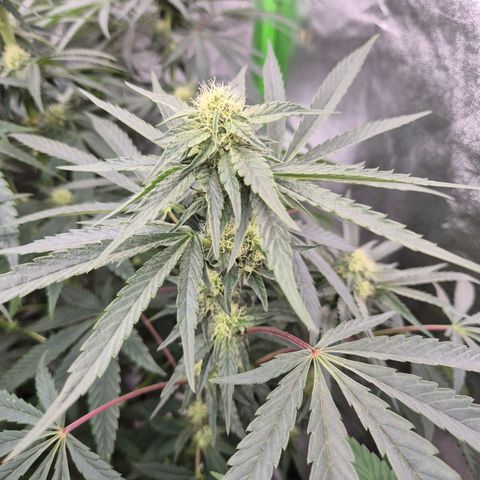 Ice cream cake 🍰 & permanent marker🖊(65-73bt) growlog timeline photo
