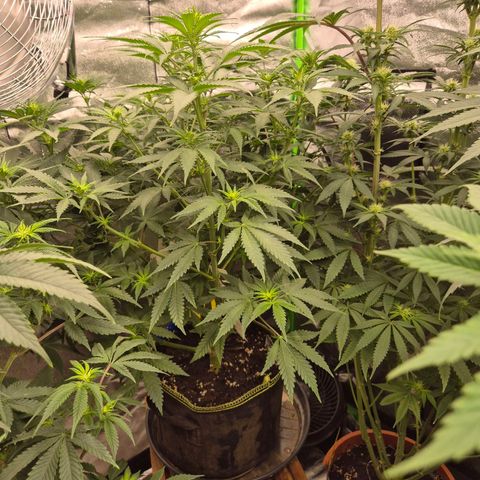 Tangerine dream 🌴 (60-65bt)  growlog timeline photo
