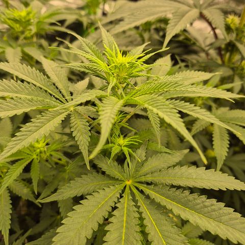 Tangerine dream 🌴 (60-65bt)  growlog timeline photo