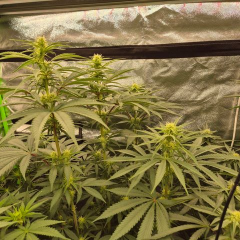 ICE 💚🧊 (63-70bt) growlog timeline photo