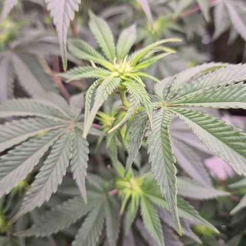 Mimosa evo stecki  🍊🍋🍍 (65-70bt) growlog timeline photo