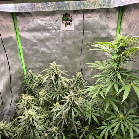 LSD auto (63-70 Tage ab Keimung) growlog timeline photo