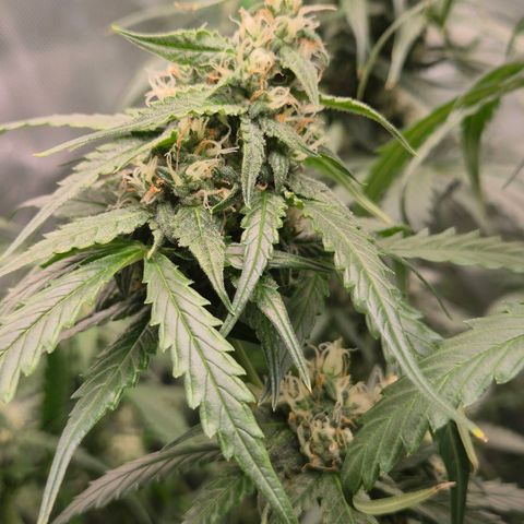 LSD auto (63-70 Tage ab Keimung) growlog timeline photo