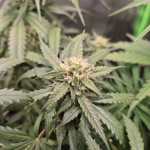 LSD auto (63-70 Tage ab Keimung) growlog timeline photo