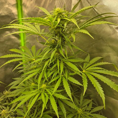 💚CHOCOLOPE 🍫 ☕️auto (56-63 BT) growlog timeline photo