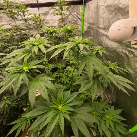 💚Bubba kush 🦝 (56-63 BT) growlog timeline photo