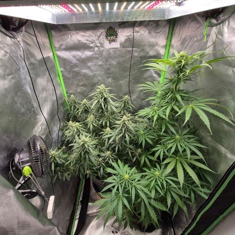 💚CHOCOLOPE 🍫 ☕️auto (56-63 BT) growlog timeline photo