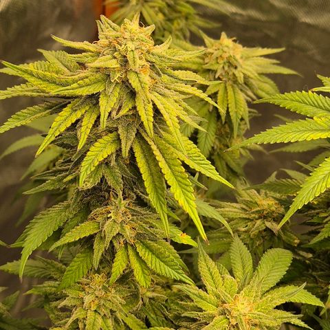 WTF- Königin Mimosa evo 👑👑👑 (65-70bt) growlog timeline photo