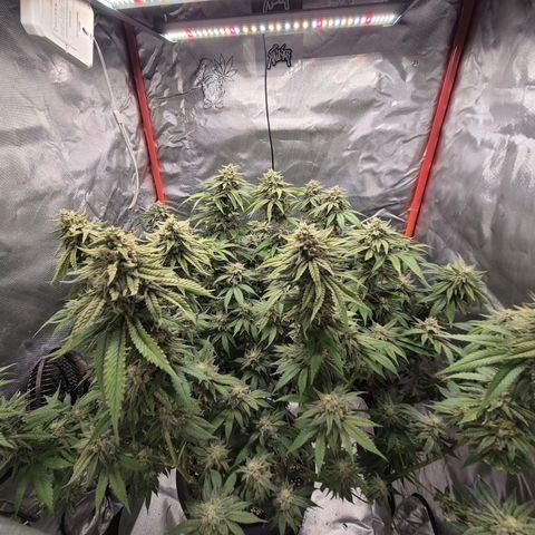 WTF- Königin Mimosa evo 👑👑👑 (65-70bt) growlog timeline photo