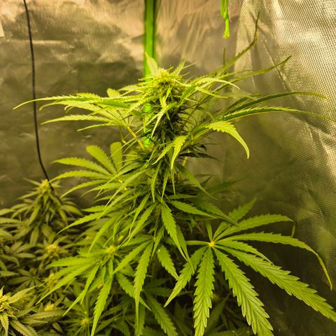 💚CHOCOLOPE 🍫 ☕️auto (56-63 BT) growlog timeline photo