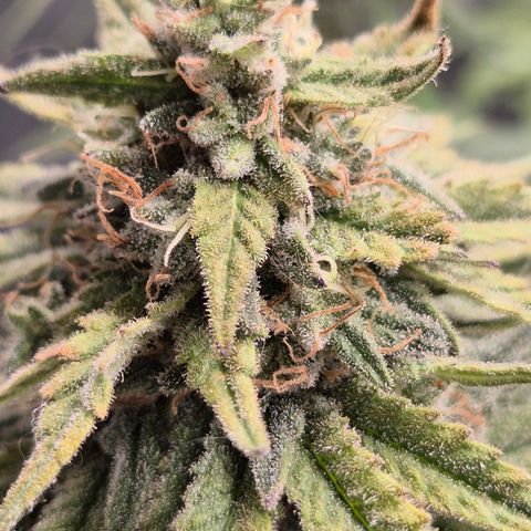 WTF- Königin Mimosa evo 👑👑👑 (65-70bt) growlog timeline photo