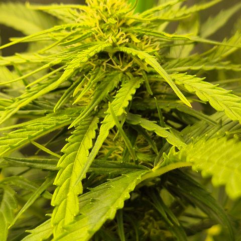 💚CHOCOLOPE 🍫 ☕️auto (56-63 BT) growlog timeline photo