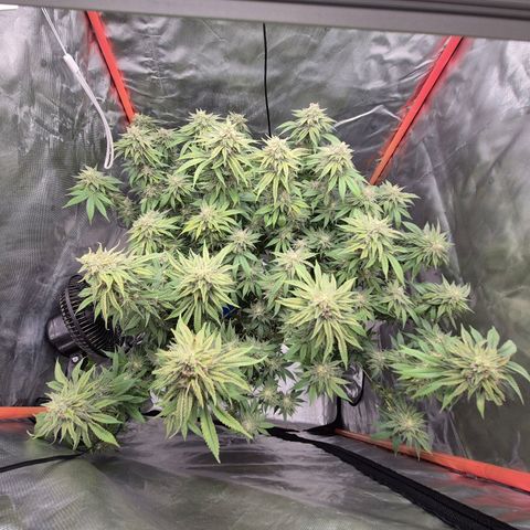 WTF- Königin Mimosa evo 👑👑👑 (65-70bt) growlog timeline photo