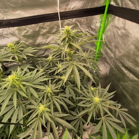 Ice cream cake 🍰 & permanent marker🖊(65-73bt) growlog timeline photo