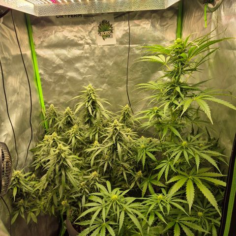 💚CHOCOLOPE 🍫 ☕️auto (56-63 BT) growlog timeline photo