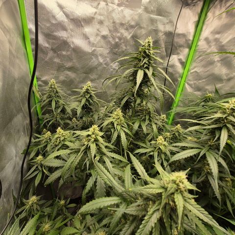 LSD auto (63-70 Tage ab Keimung) growlog timeline photo