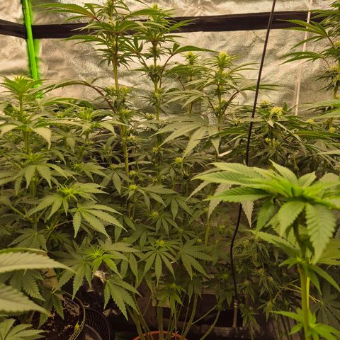 ICE 💚🧊 (63-70bt) growlog timeline photo