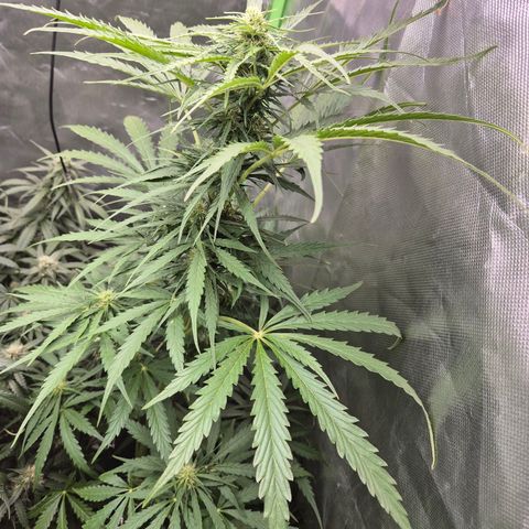 💚CHOCOLOPE 🍫 ☕️auto (56-63 BT) growlog timeline photo