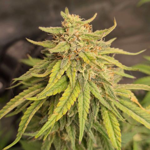 WTF- Königin Mimosa evo 👑👑👑 (65-70bt) growlog timeline photo