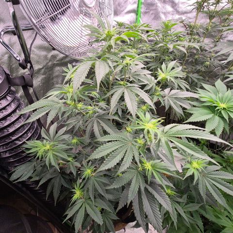 Mimosa evo stecki  🍊🍋🍍 (65-70bt) growlog timeline photo