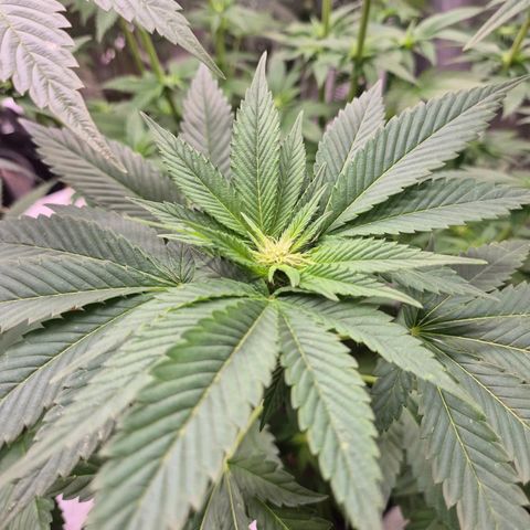 💚Bubba kush 🦝 (56-63 BT) growlog timeline photo