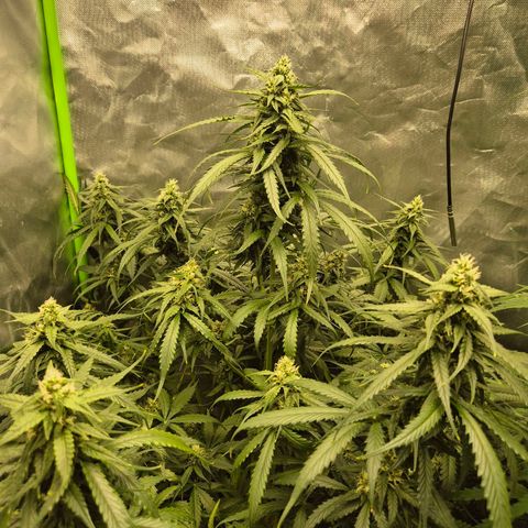 LSD auto (63-70 Tage ab Keimung) growlog timeline photo