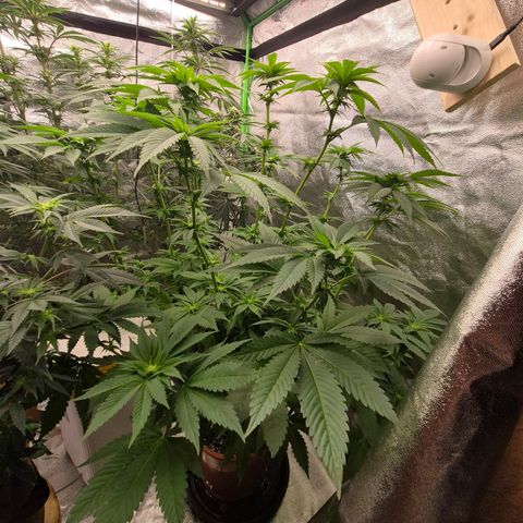 💚Bubba kush 🦝 (56-63 BT) growlog timeline photo