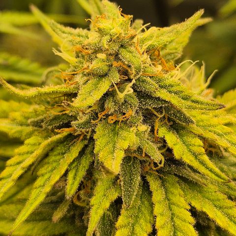 WTF- Königin Mimosa evo 👑👑👑 (65-70bt) growlog timeline photo