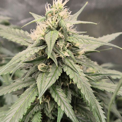 LSD auto (63-70 Tage ab Keimung) growlog timeline photo
