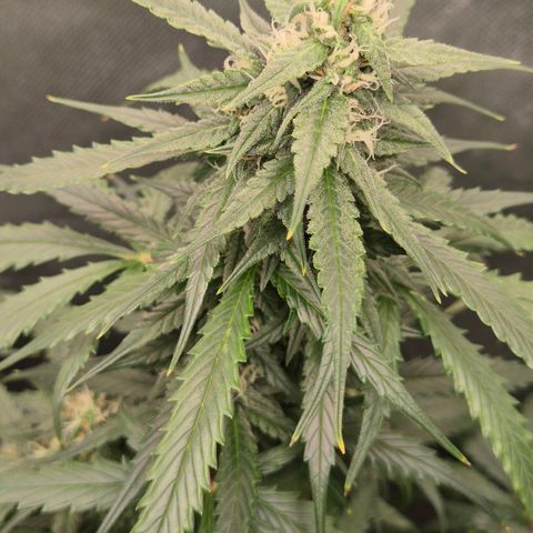 LSD auto (63-70 Tage ab Keimung) growlog timeline photo
