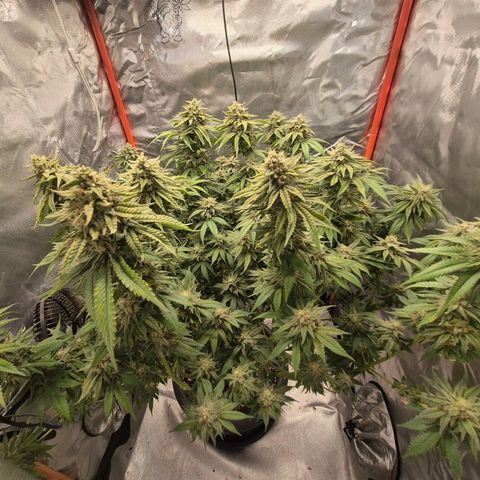 WTF- Königin Mimosa evo 👑👑👑 (65-70bt) growlog timeline photo
