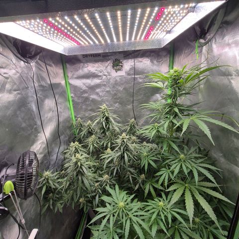 💚CHOCOLOPE 🍫 ☕️auto (56-63 BT) growlog timeline photo