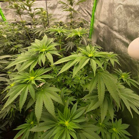 💚Bubba kush 🦝 (56-63 BT) growlog timeline photo