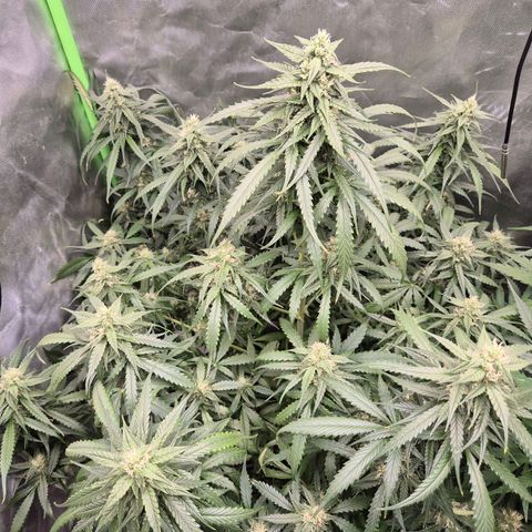 LSD auto (63-70 Tage ab Keimung) growlog timeline photo