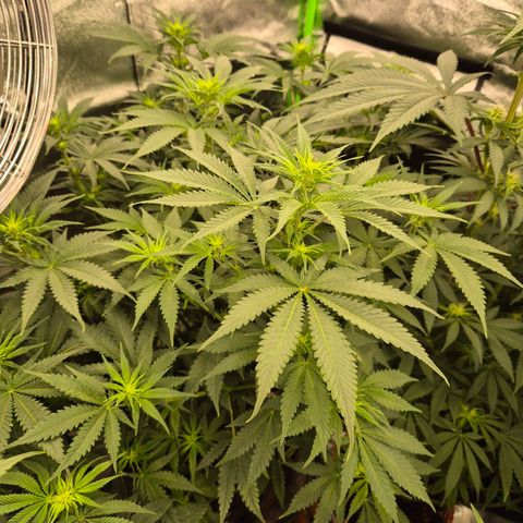 Tangerine dream 🌴 (60-65bt)  growlog timeline photo