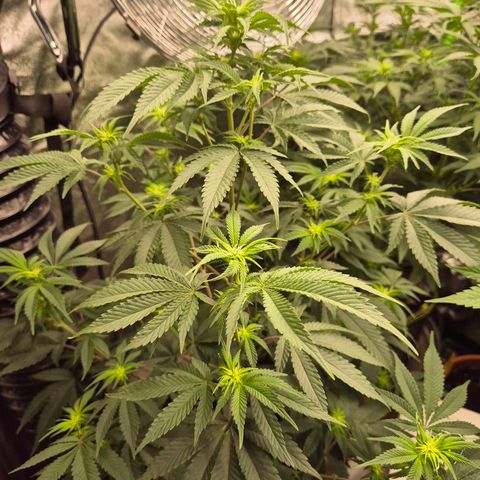 Mimosa evo stecki  🍊🍋🍍 (65-70bt) growlog timeline photo