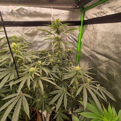 Ice cream cake 🍰 & permanent marker🖊(65-73bt) growlog timeline photo