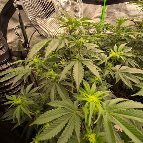 Mimosa evo stecki  🍊🍋🍍 (65-70bt) growlog timeline photo