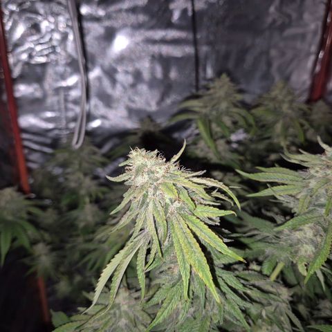 WTF- Königin Mimosa evo 👑👑👑 (65-70bt) growlog timeline photo